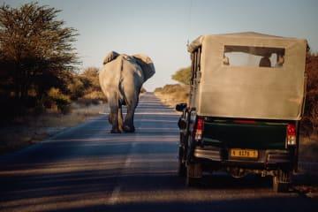 Halbtägige Safari im Etosha Nationalpark thumbnail
