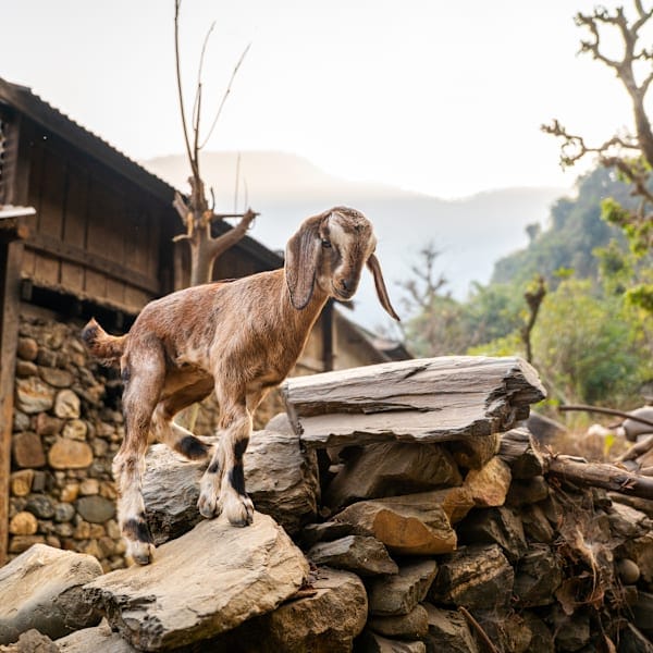 Nepal with locals: Himalayan heights and Buddha nights