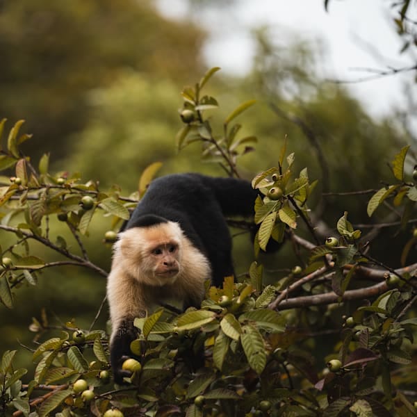 Costa Rica and Panama: Road adventure to the cloud forest!