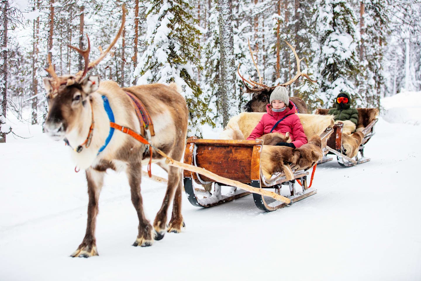 Winterliche Rentier-Safari thumbnail