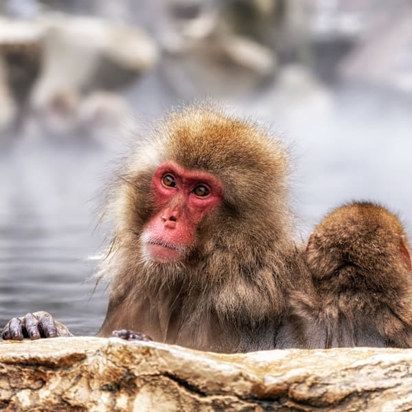 Explore Japan: Highspeed rails and Zen temples